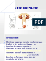 Excretor - Urinario
