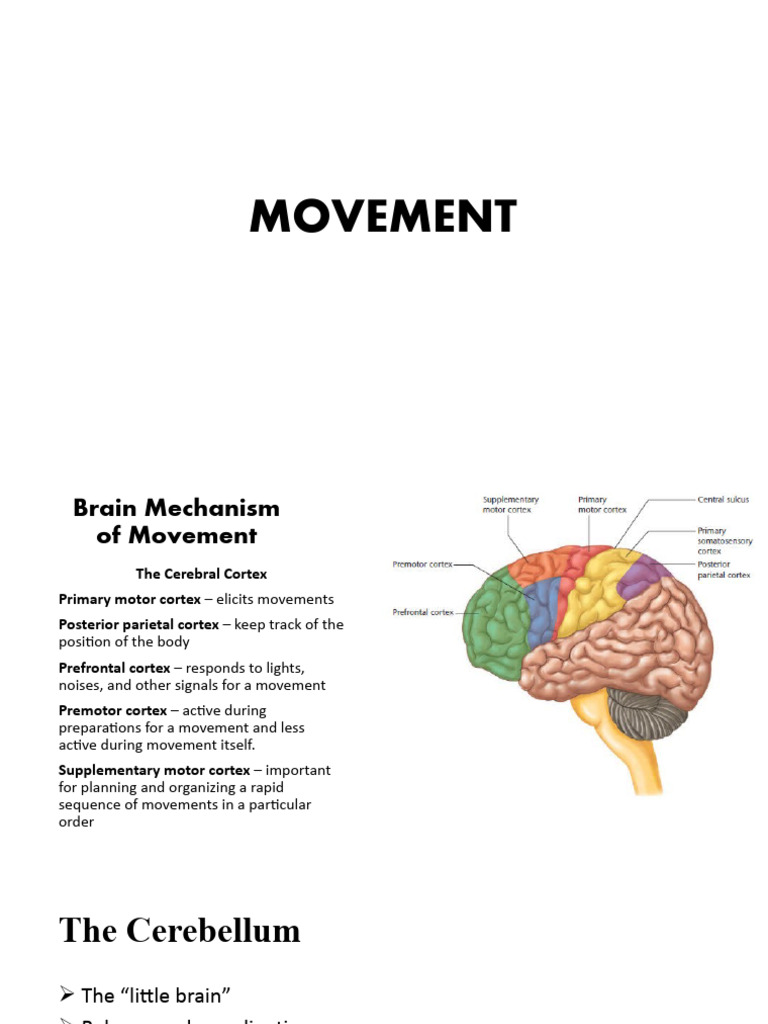 Chapter 6 - Movement Synthesis | PDF | Self-Improvement
