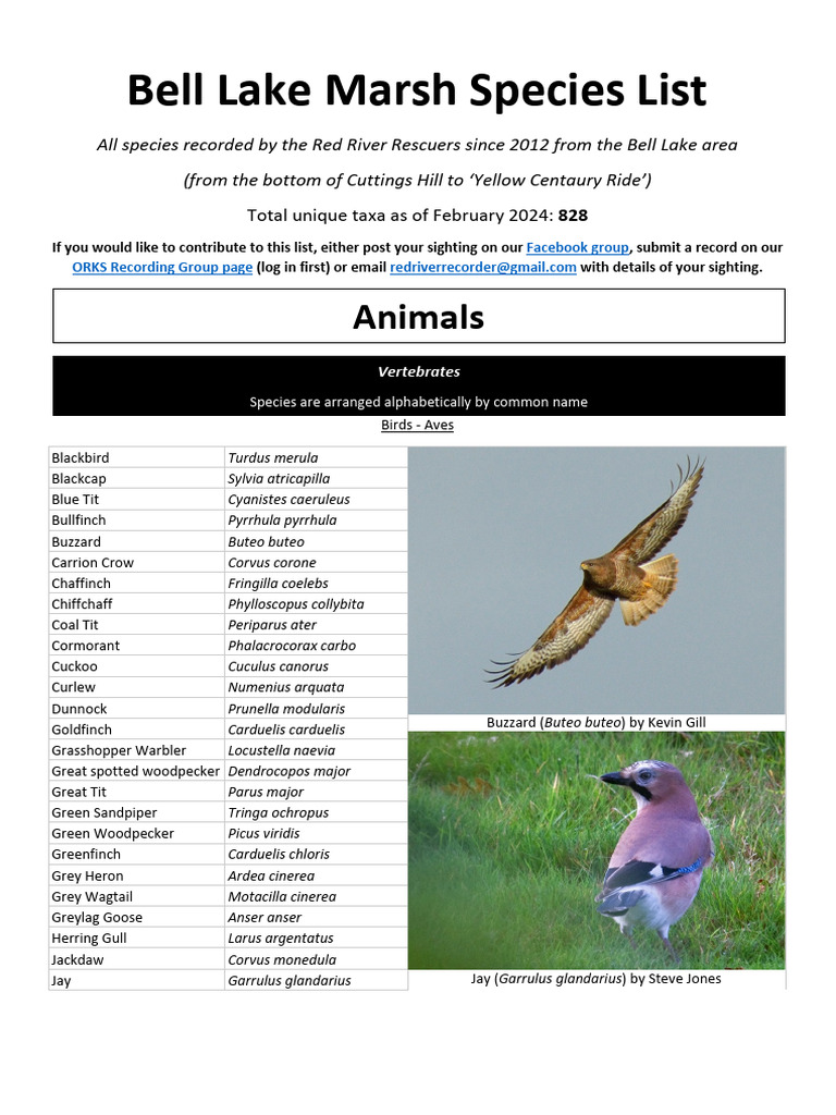 Bell Lake Marsh Species List Feb 2024 | PDF | Beetle | Insects