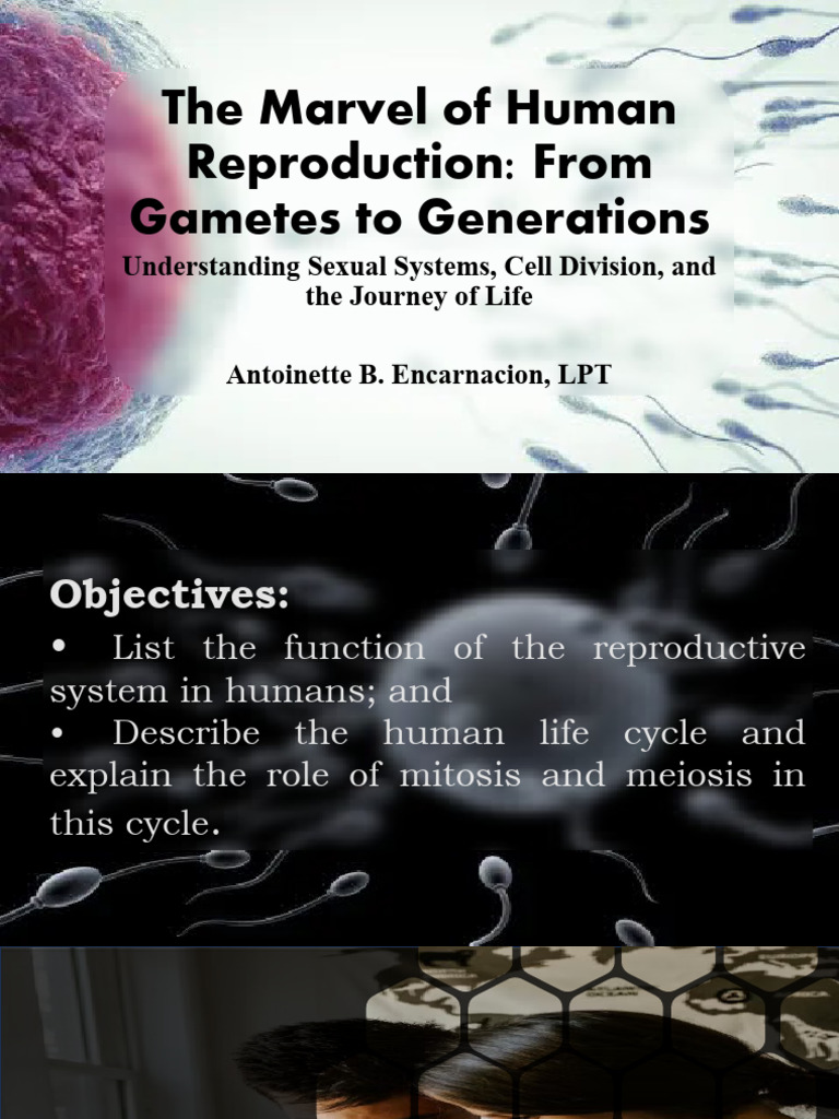 Human Reproduction: Mitosis & Meiosis Explained | PDF | Meiosis | Mitosis