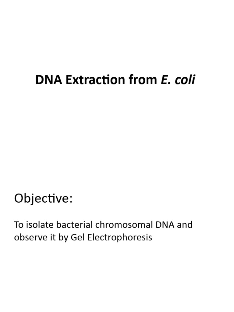 E. coli DNA Extraction and Analysis | PDF | Agarose Gel Electrophoresis ...