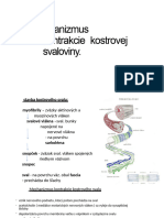 Biológia - Mechanizmus Kontrakcie Kostrovej Svaloviny