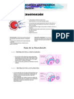 Clase 2 Implantación, Gastrulación, Neurulación