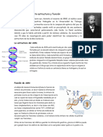 ADN Descubrimiento Estructura y Función