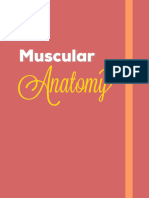 Anatomi Muscular