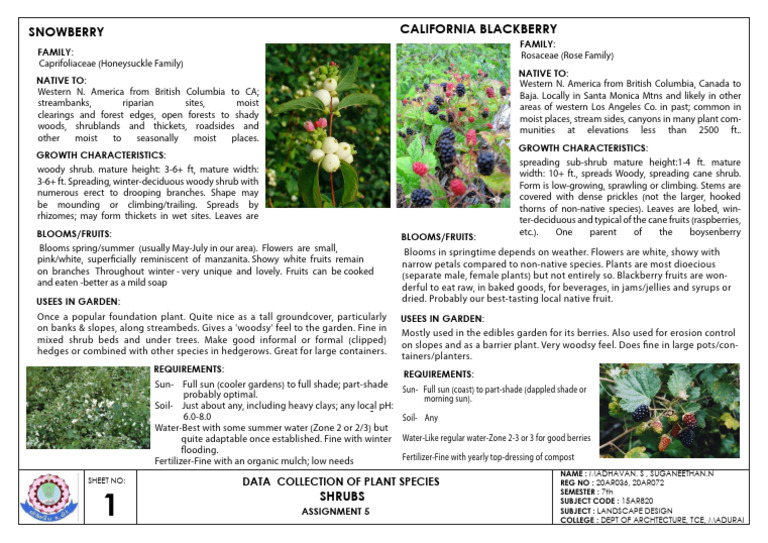 Plant Species Shrub Pdf Hedge Shrub
