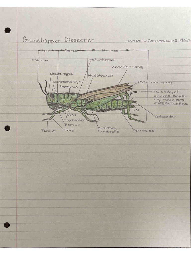 Grasshopper Make Up | PDF