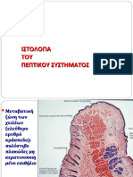 9η ΔΙΑΛΕΞΗ Ιστολογία και Εμβρυολογία του Πεπτικού Συστήματος