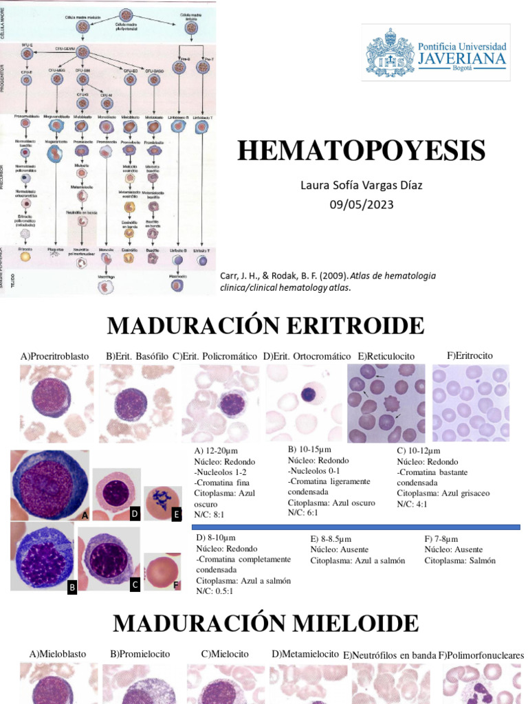 hematopoyesis-descargar-gratis-pdf-hematopoyesis-fisiolog-a