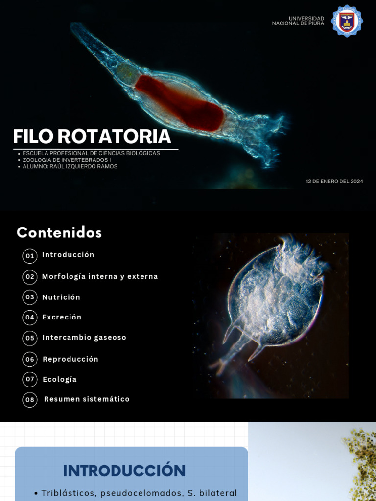 Rotíferos: Morfología y Ecología | PDF | Biología