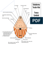 Carta Endoderma - Tecido Vital