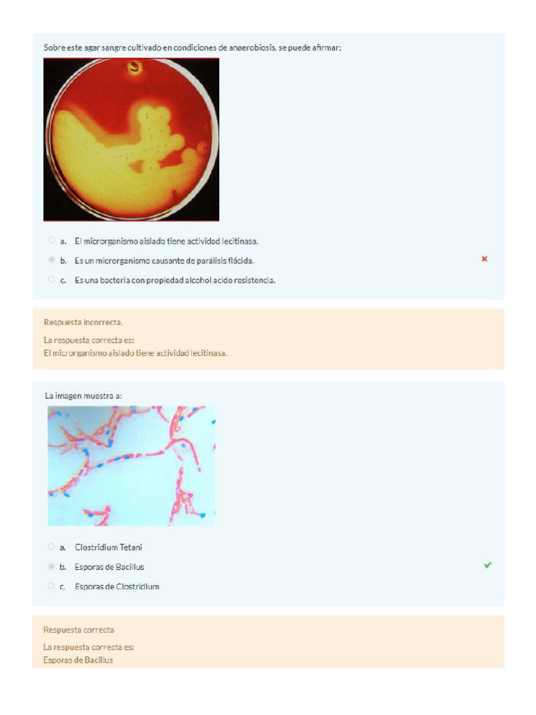 2 Quiz Practico 2da Fase - Microbiologia | PDF