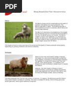 Sheep Breed Info