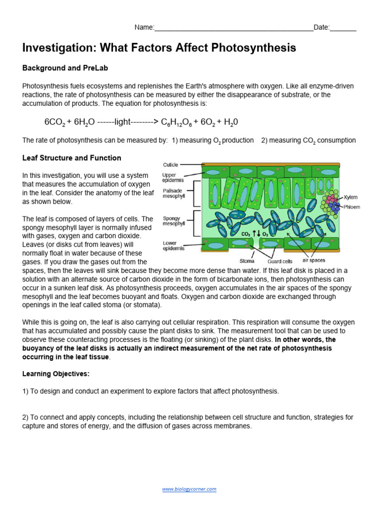 Measuring Photosynthesis in Leaf Disks | PDF | Photosynthesis | Stoma
