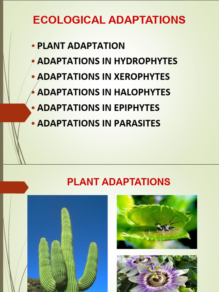 Ecological Adaptations Pdf Leaf Stoma