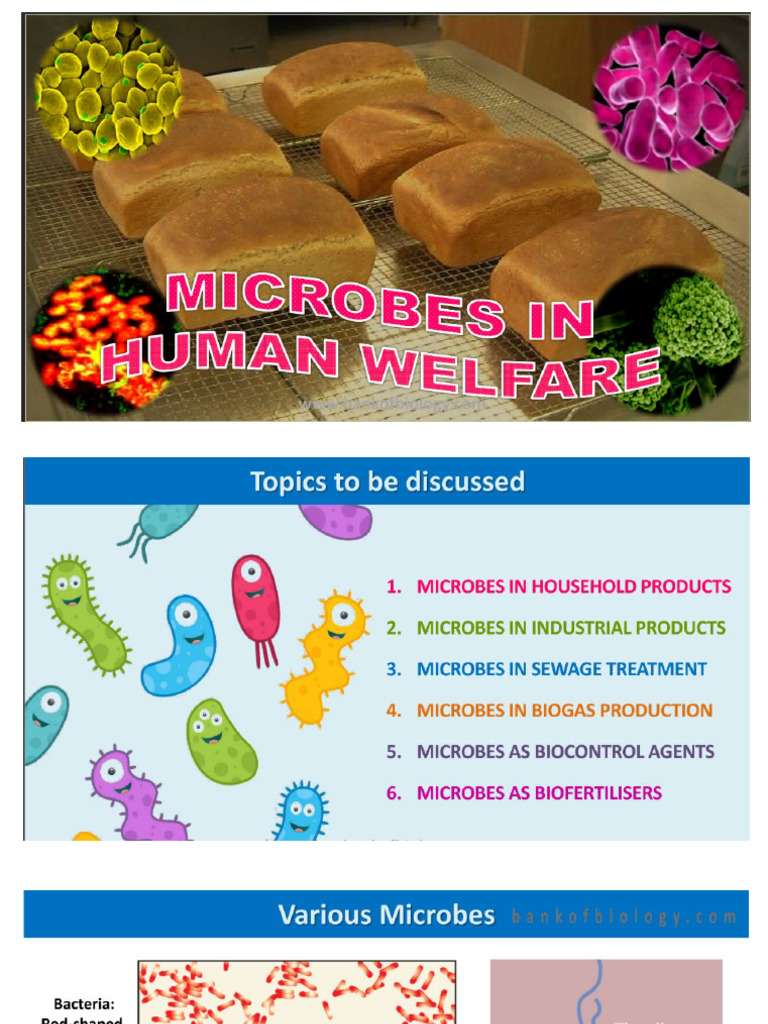 Food Enhancement | PDF