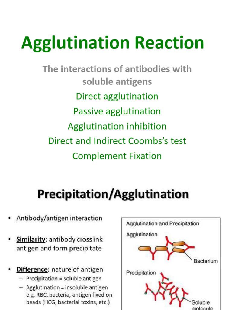 Understanding Agglutination Reactions | PDF | Antibody | Medical ...