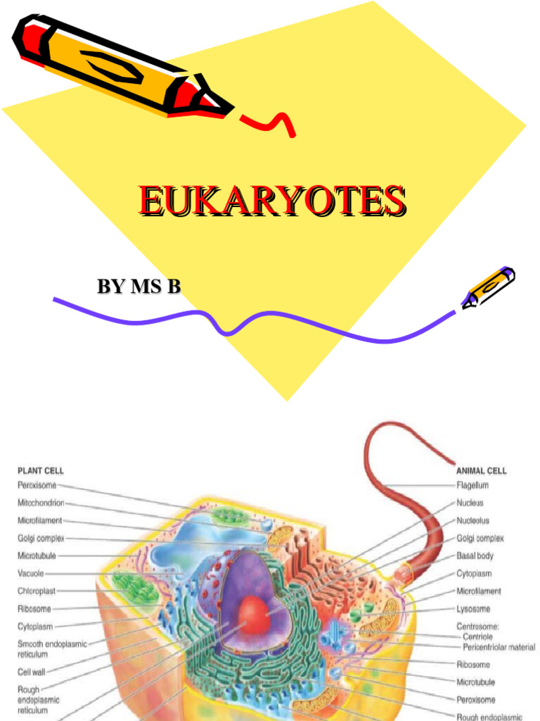 LECT 3 Eukaryotes | Download Free PDF | Cell (Biology) | Eukaryotes