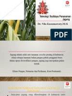 PKPRIM - Budidaya Tanaman Jagung Dan Olahan Jagung - 1 Pebruari 2024 - Sambas - OK