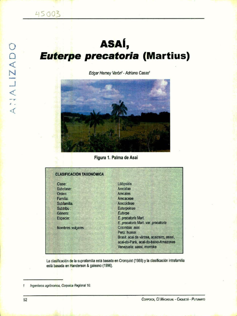 Características del Asaí (Euterpe precatoria) | PDF | Arecaceae | Plantas