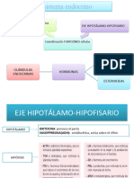 Sistema Endocrino