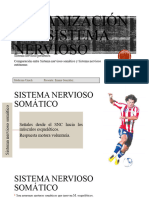 Organización Del Sistema Nervioso-3