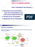 11.2 - Plastos y Cloroplastos - 23-24