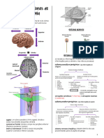 Neuroanatomofisiologia