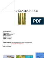 Blast Disease of Rice