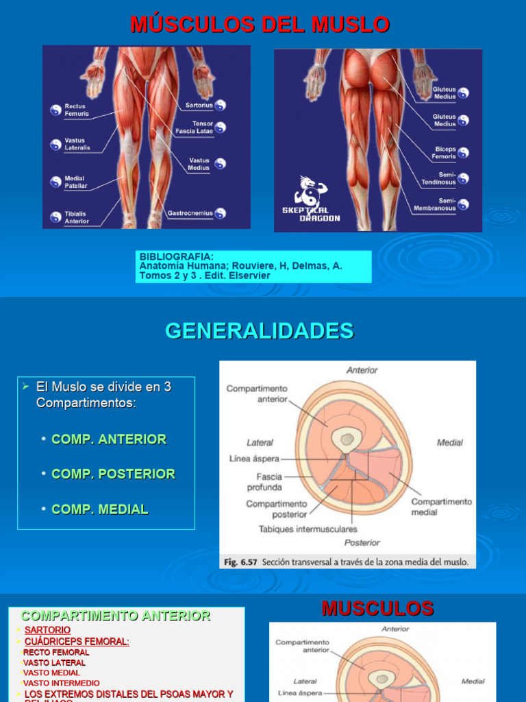 Anatomía y Función de Músculos del Muslo | PDF | Tejido suave ...