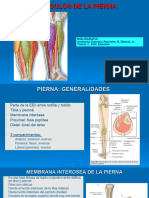 Musculos de La Pierna