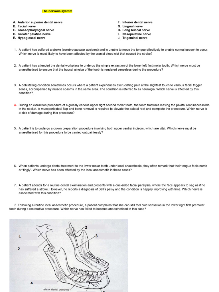 Key Nerves in Dental Procedures | PDF | Clinical Medicine | Nervous System