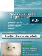 Surgery of The Head in Large Animals