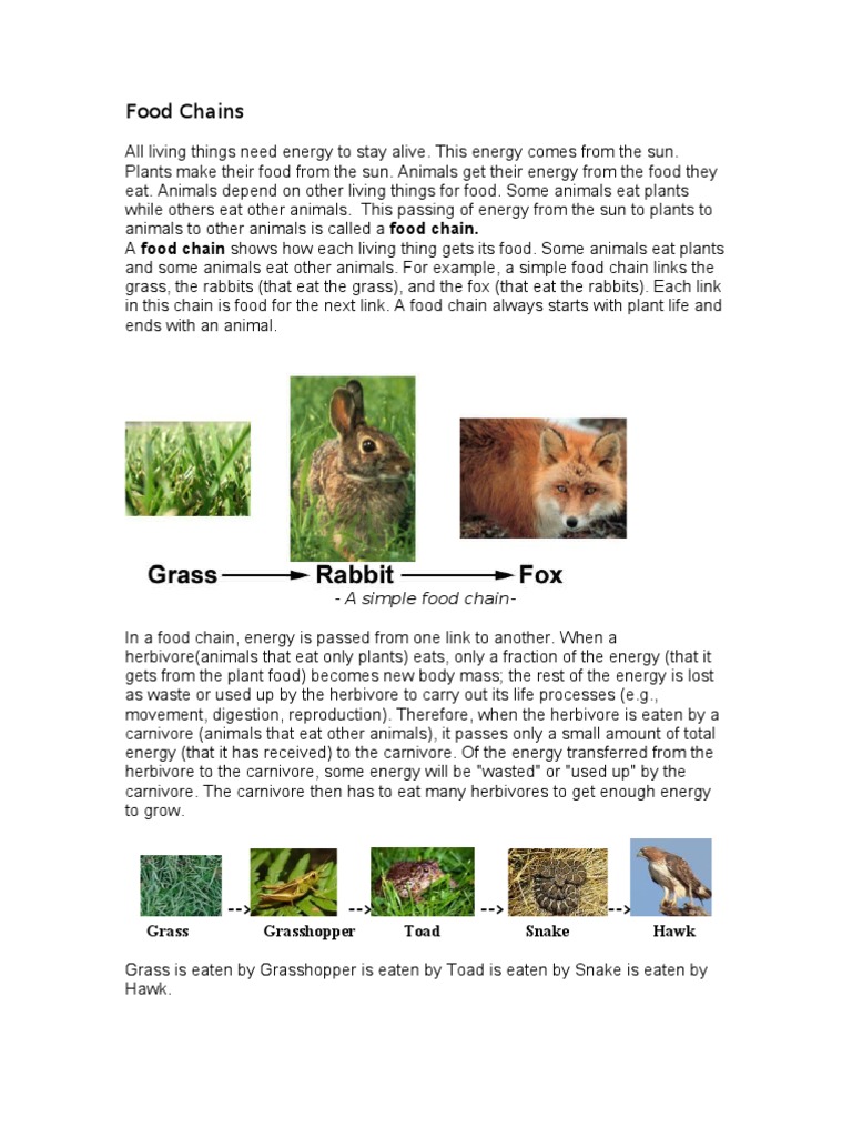 Grass-Rabbit-Fox Food Chain Explained | PDF | Food Web | Predation