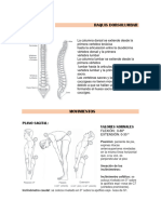 Infografia de Dorsolumbar