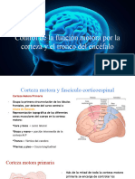 Corteza Motora y Fascículo Corticoespinal
