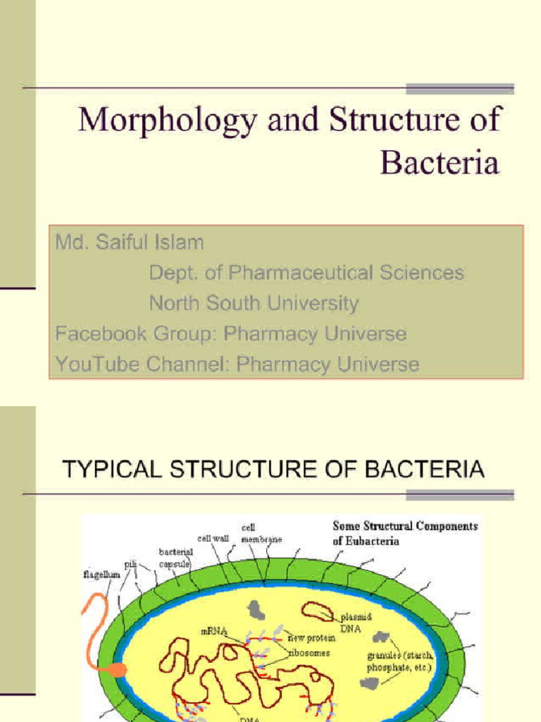 Morphology and Structure of Bacteria 86021475 | PDF