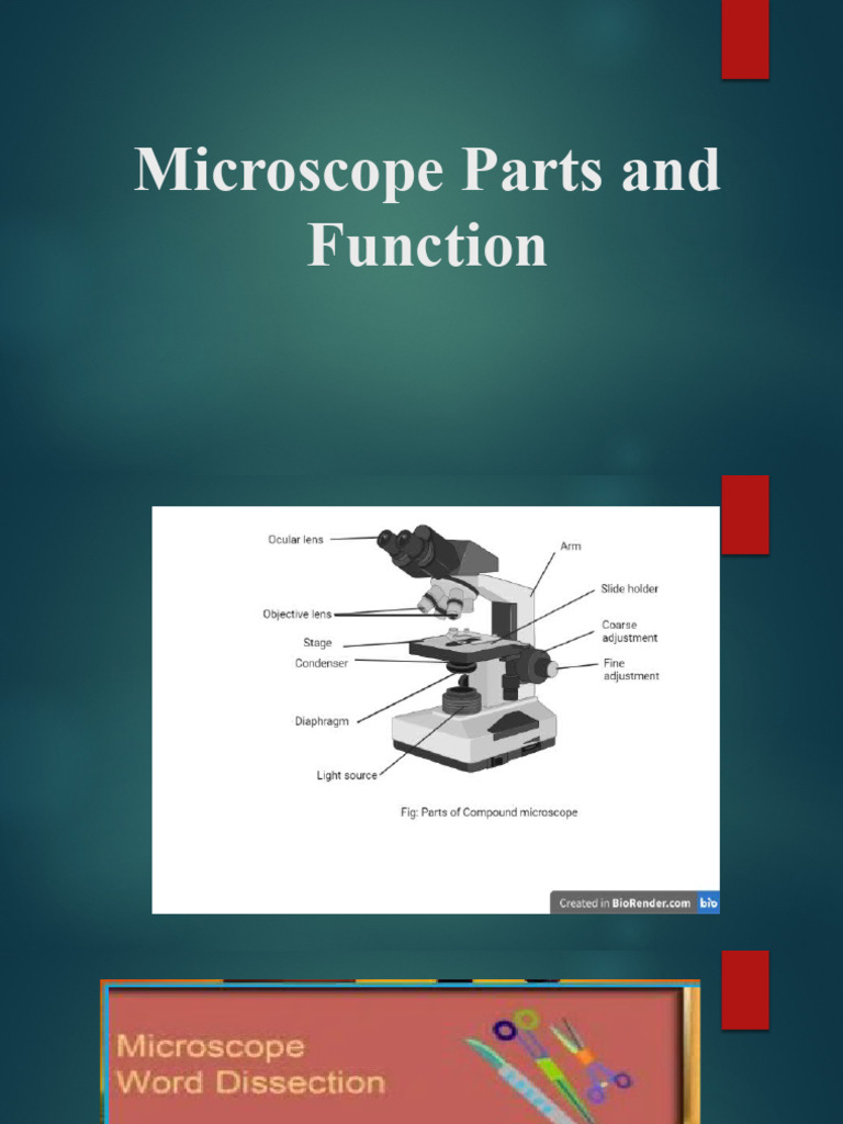 Microscope Parts and Function | PDF