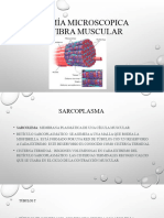 Anatomía Microscopica Del Músculo