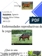 Enfermedades de La Yegua Geriatrica