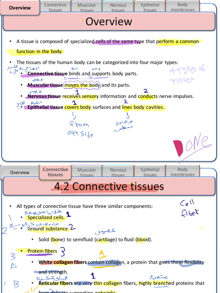 Types of Human Tissues Explained | PDF | Connective Tissue | Human Body