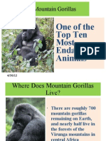 Mountain Gorillas: One of The Top Ten Most Endangered Animals