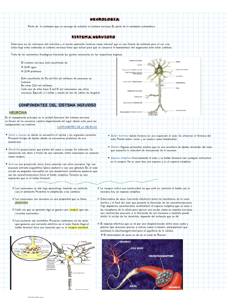 Anatomia Animal - 240207 - 191046 | PDF | Sinapsis | Neurona