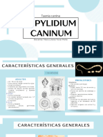 Dipylidium Caninum