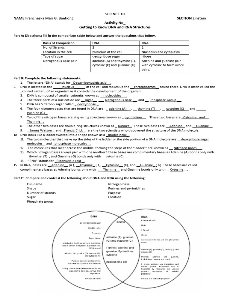 Worksheet Getting To Know DNA and RNA Structure | PDF | Dna | Molecular ...