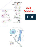 Cell Division Mitosis Meiosis