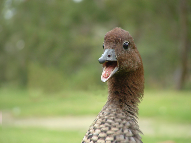 Duck | PDF