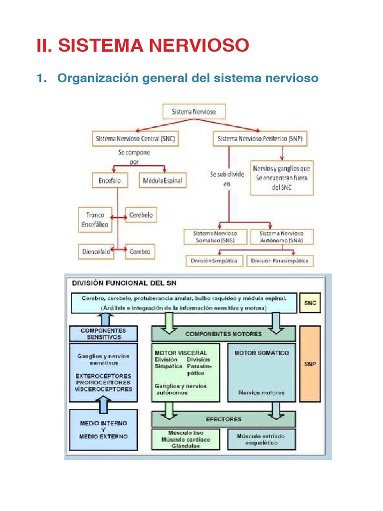Estructura y Funciones del Sistema Nervioso | PDF | Cerebro | Sistema ...