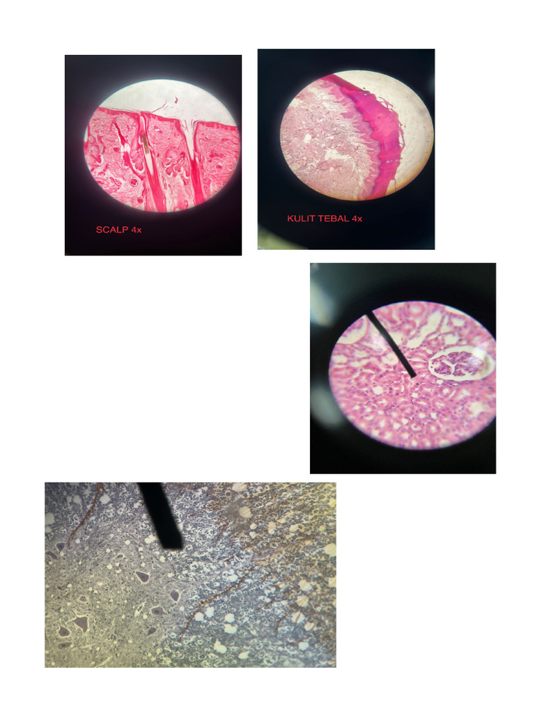 File Gambar Histologi Biology Diagrams