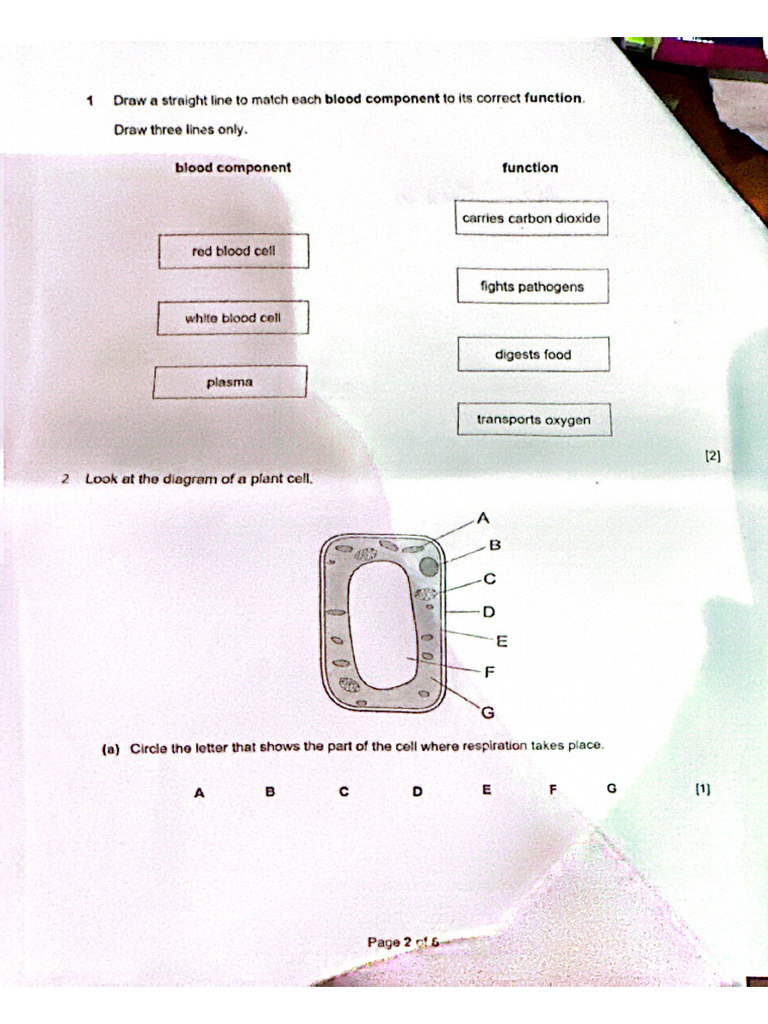 Biology Practise Exam P1 Pdf Pdf